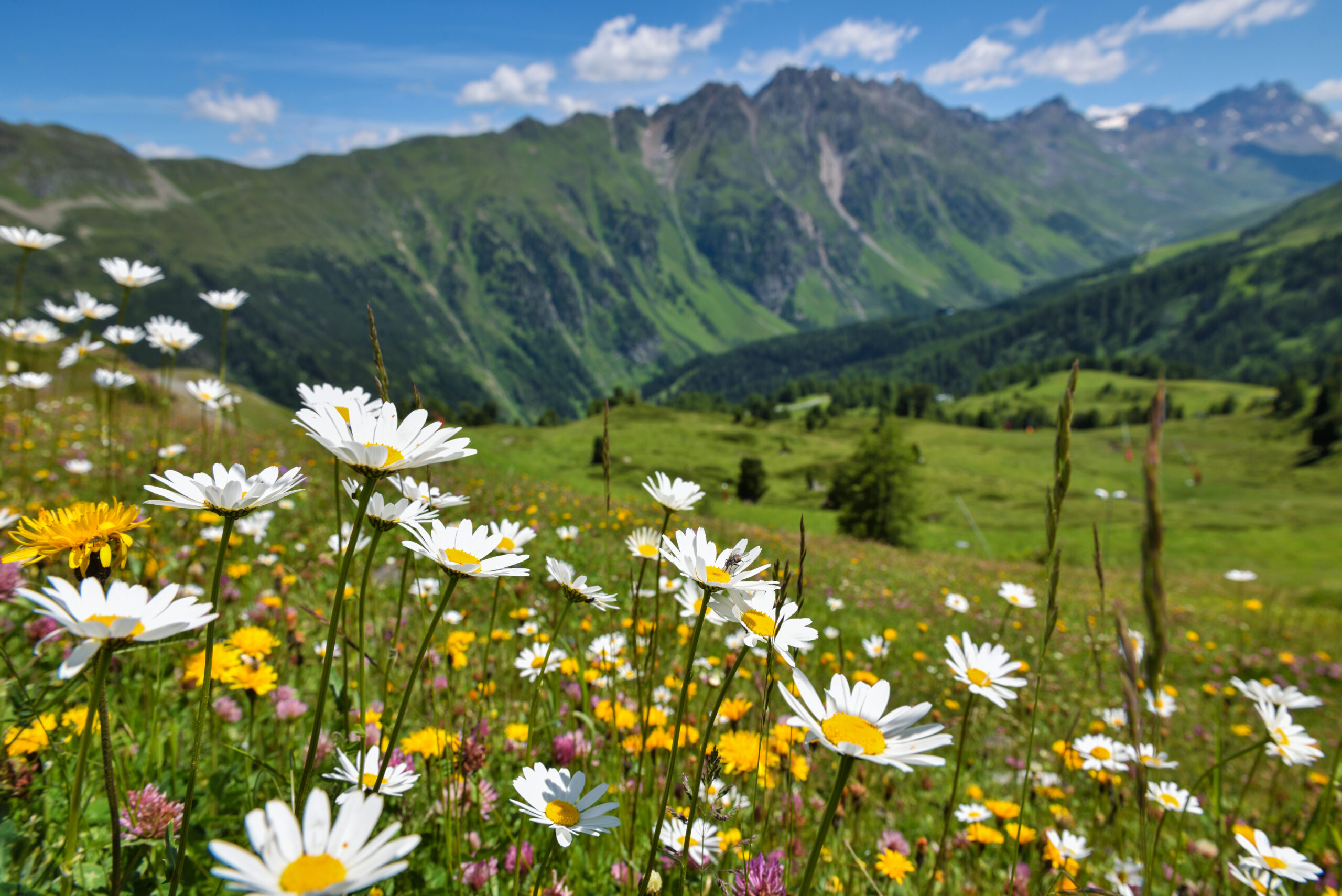 Beautiful flowering alpine meadows in the background mountains and sky with clouds.