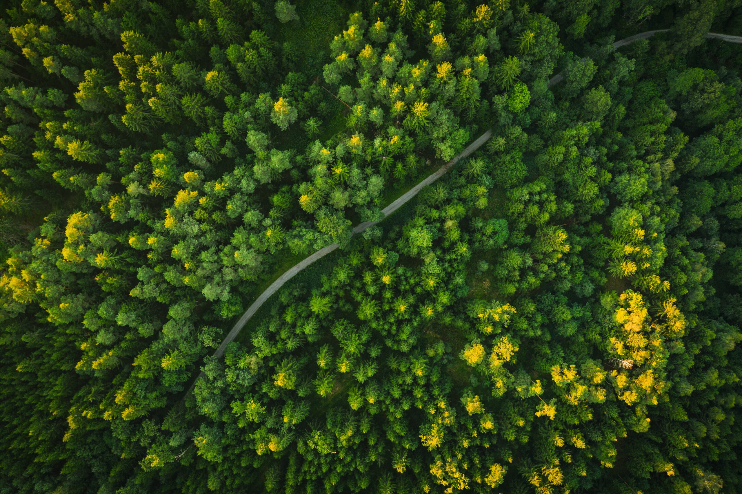 Arial view of offroad trail through green forest in alpine nature.